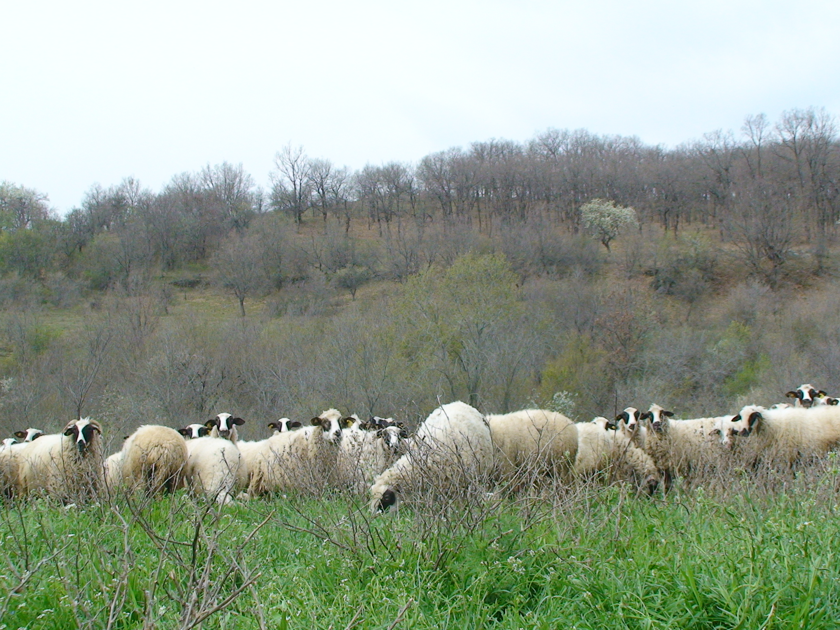 New recognition for the quality of Macedonian agricultural products